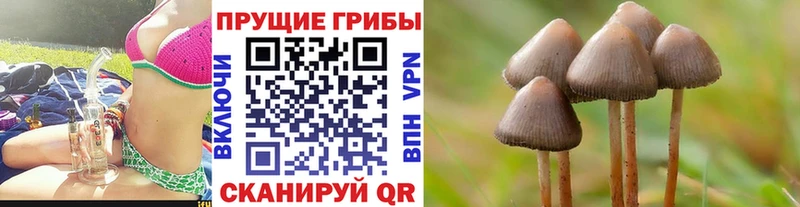 Псилоцибиновые грибы Cubensis Новая Усмань